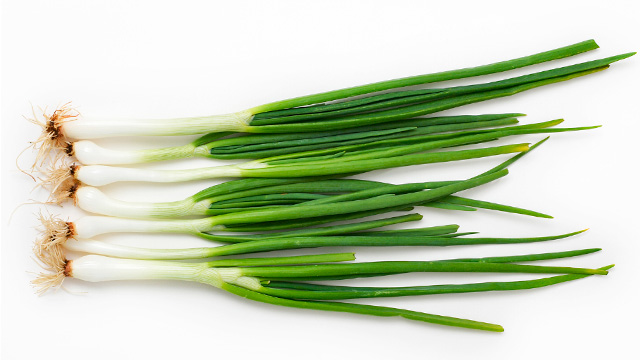 oignons printemps
